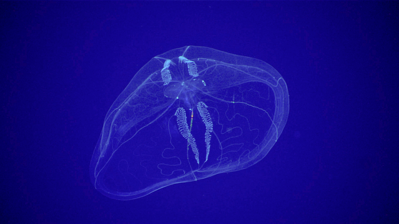 Image courtesy of the NOAA Office of Ocean Exploration and Research, 2017 Laulima O Ka Moana.